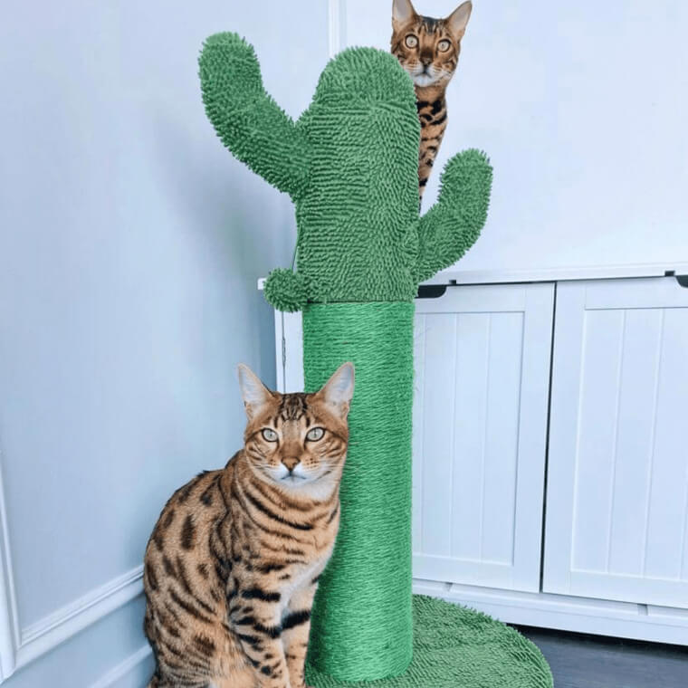 Get A Scratching Post, And Learn How To Repair It
