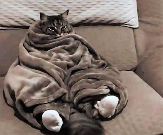 Remember That Your Cat Is Sensitive To The Cold