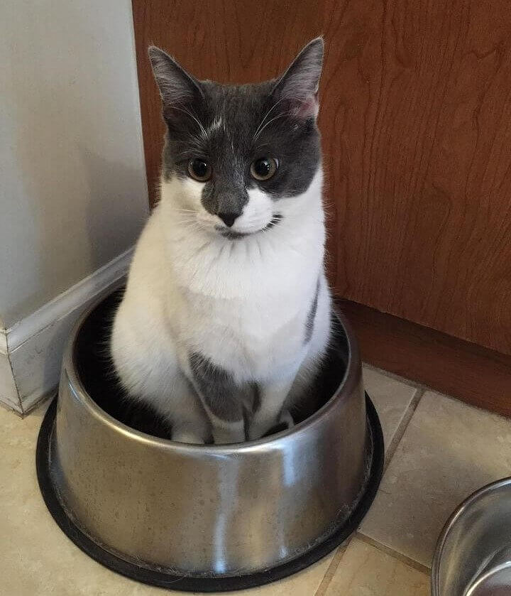 Deep Food Bowls Actually Annoy Your Cat