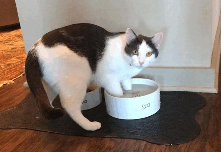 Keep Your Cats Water And Food Bowls Separate