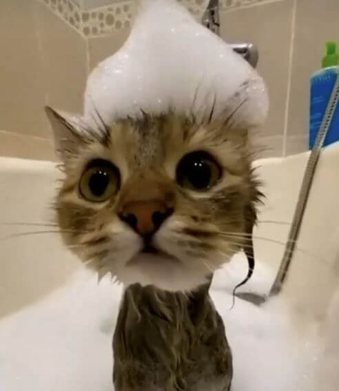 Bathing Your Cat Might Not Be Necessary
