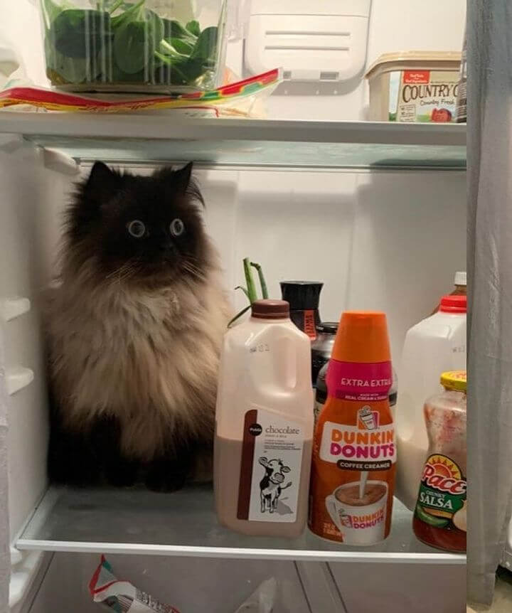 Guarda la comida en el refrigerador para que dure más