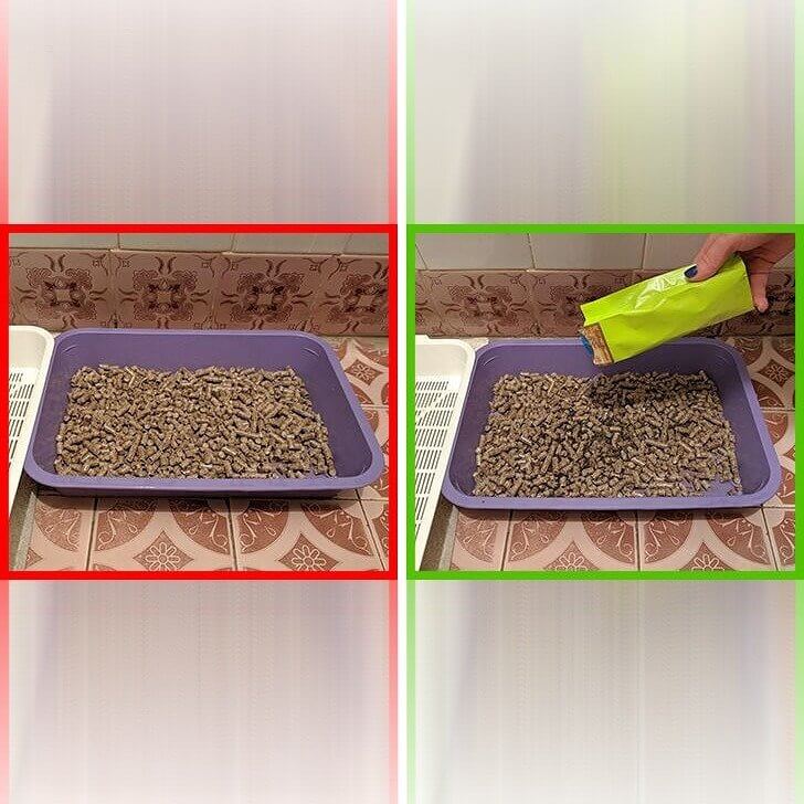 Get Rid Of Litter Box Odor With Green Tea