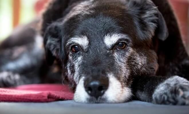 Caring for a Senior Dog: 4 Useful Tips