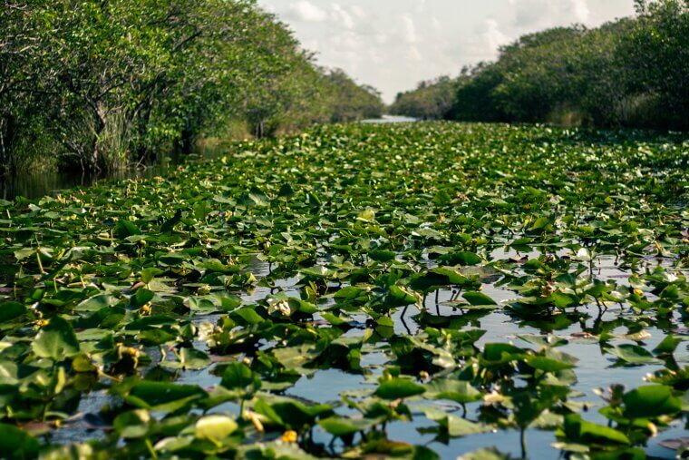 Everglades National Park - Bugs Win
