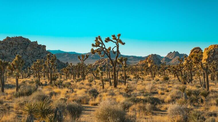 Joshua Tree National Park - Rocks, Wind, and Regret