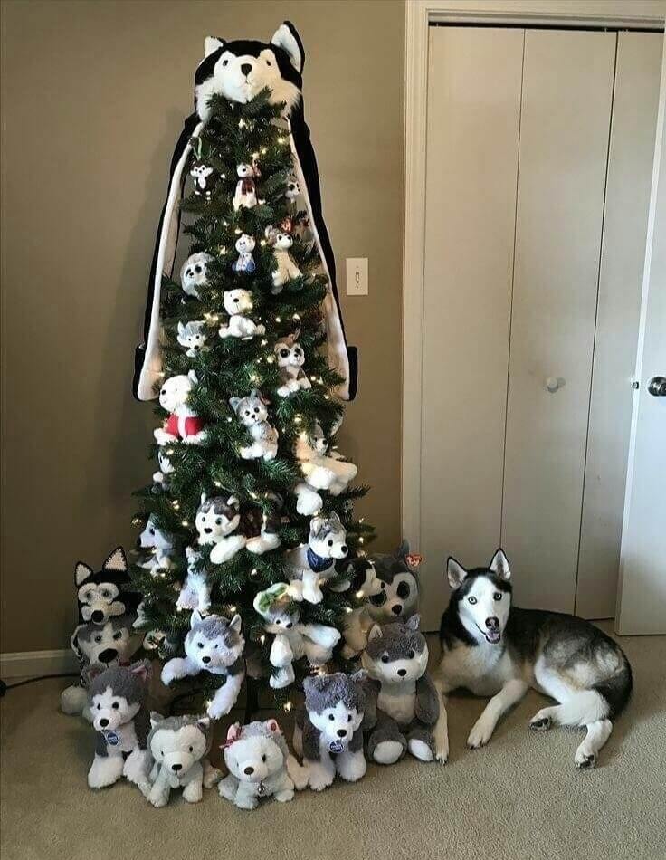 When You Just Can't Get Enough Husky