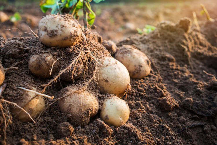 Smaller Gut, Bigger Brain