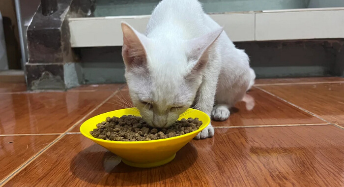 The Bottomless Bowl Blunder