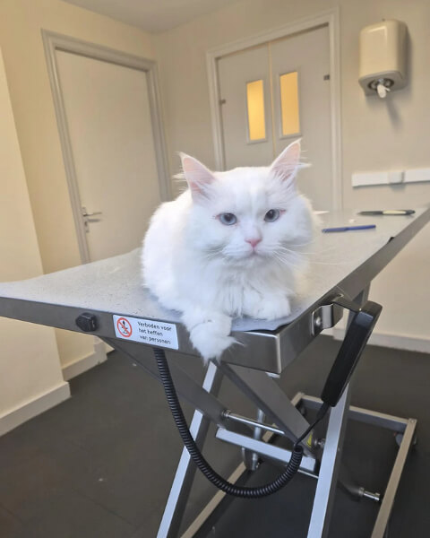 Dodging the Vet Bill Heart Attack