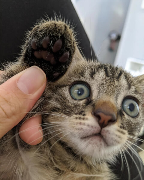 How to Make Cat Nail Trimming Easier