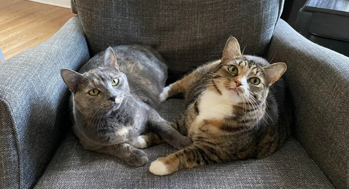 How to End Cat Roommate Drama