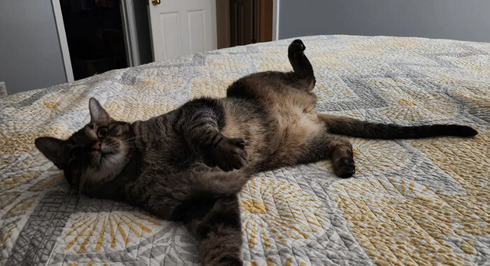 The Fluffy Belly Trap