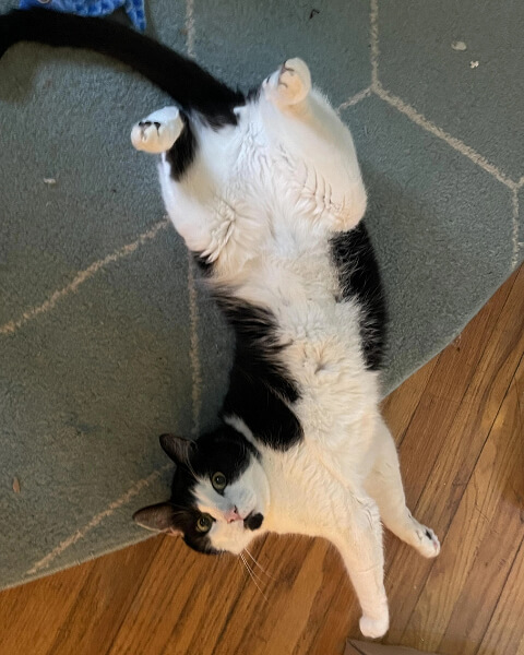 The Myth of Cat Invincibility