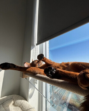 The "Nosy Neighbor" Window Perch