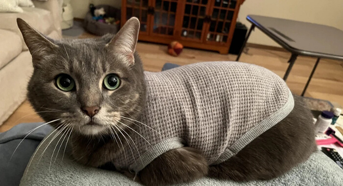 The Fur Coat Illusion