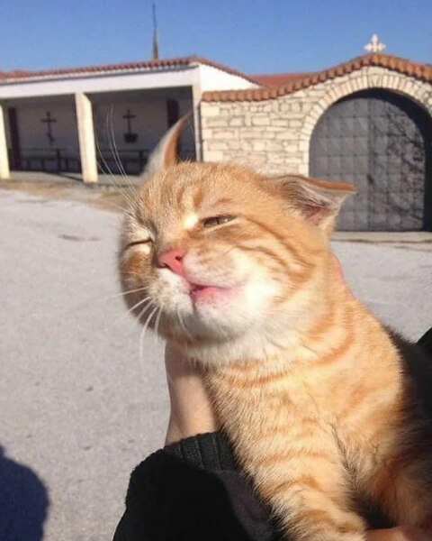 Why You Shouldn't Blow in Your Cat's Face