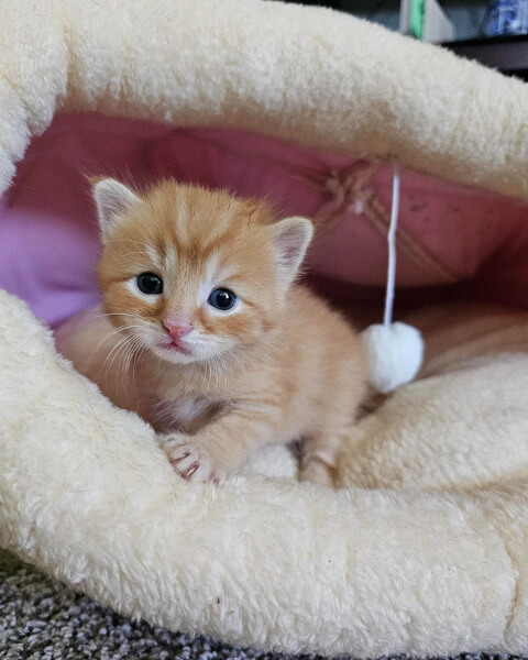 Why Your Cat Needs a Short Name