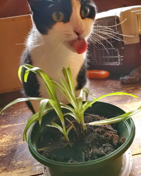 How to Keep Cats Out of Your Plants