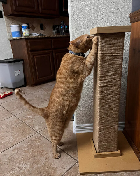 Save Your Couch, Wrap a Post