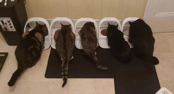 The Kibble Compromise