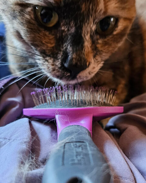 How to Outsource Cat Grooming