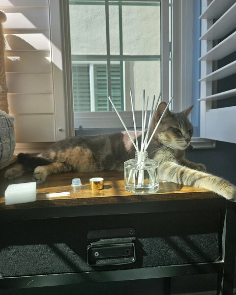 The Feline Chill Pill