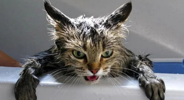 Why Cat Baths Are (Mostly) Pointless