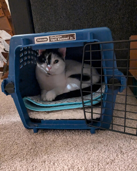 Normalizing the Box of Betrayal