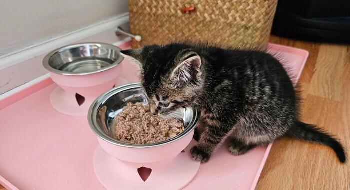 Why Your Cat Hates Deep Bowls