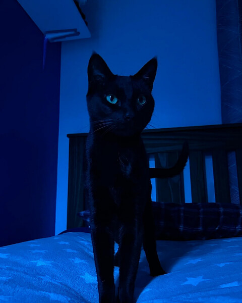 Why Your Cat Needs a Nightlight