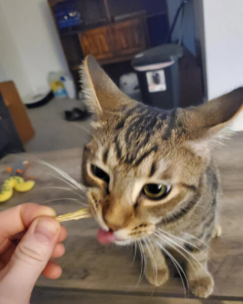 Why You Owe Your Cat a Treat
