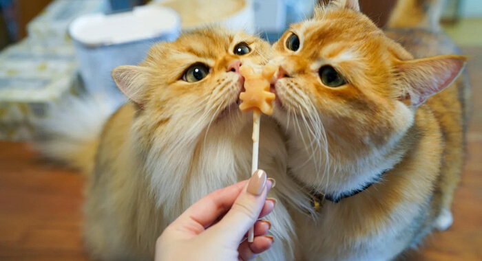 How to Pause a Chaotic Cat With Lollipops