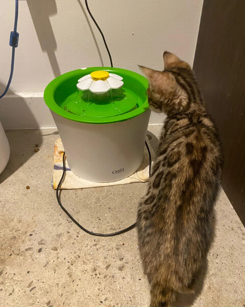 Why Your Cat Hates Their Water Bowl