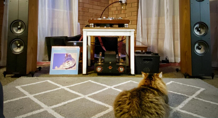 When Weird Noises Mean Vet Time