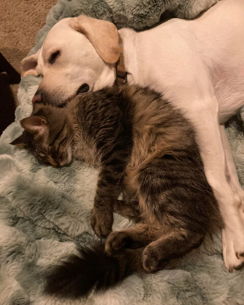 Why Your Cat Isn’t Just a "Small Dog"