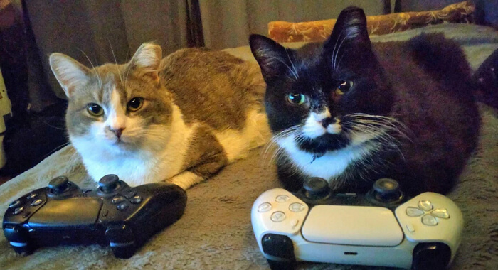 Pre-Bedtime Zoomie Prevention