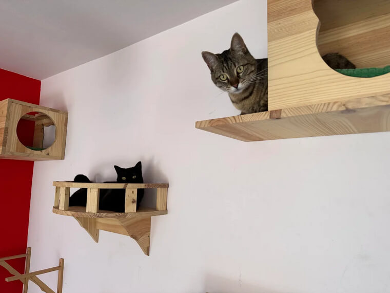 The Judgement Zone: Penthouse Edition