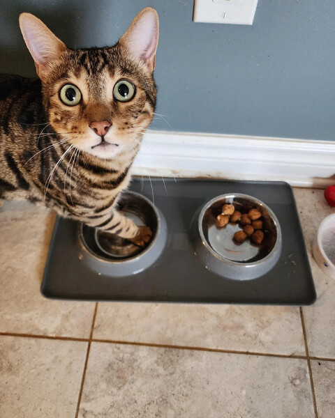 Why You Should Separate Your Cat's Bowls