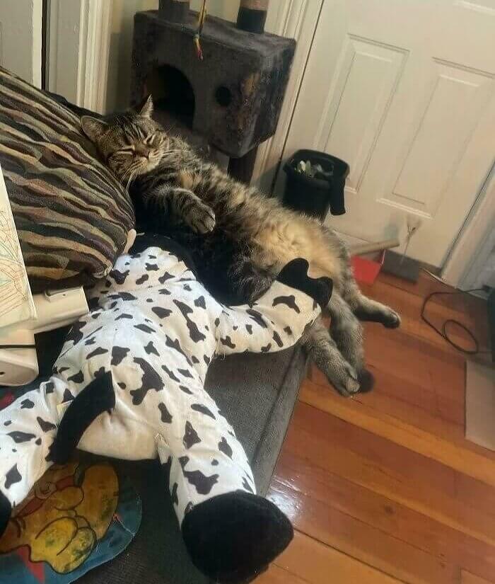 Wenn deine Katze vom Buckeln erschöpft ist
