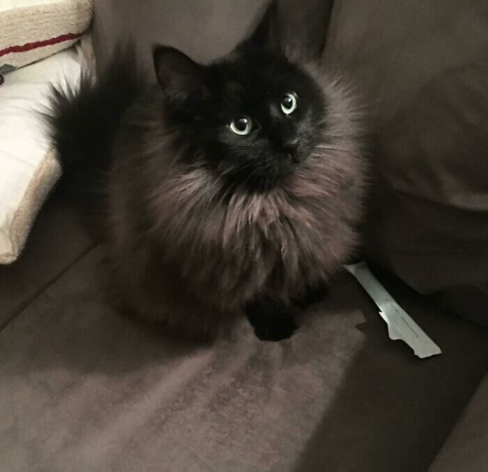 Wenn deine Katze Tampon-Verpackungen liebt