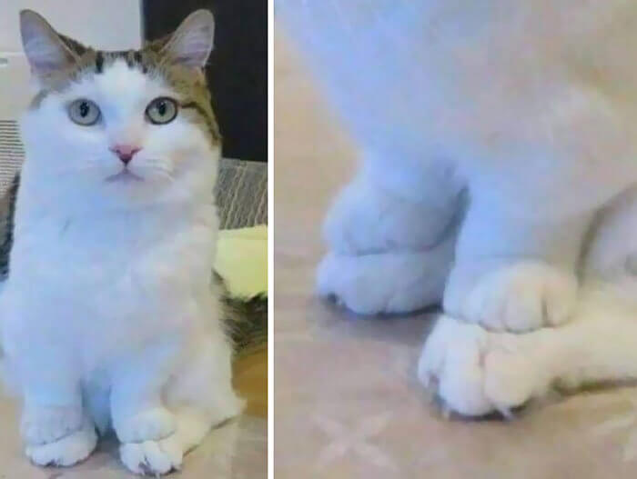 Wenn deine Katze winzige Vorderpfoten hat