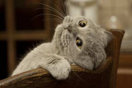 Tijden dat katten onbedoeld grappig waren