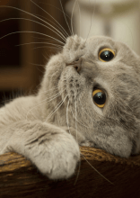 Gånger där katter gjorde sig roliga helt oavsiktligt