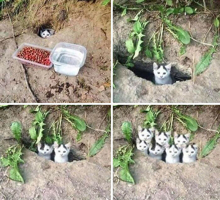 Wack-A-Mole, but With Cats