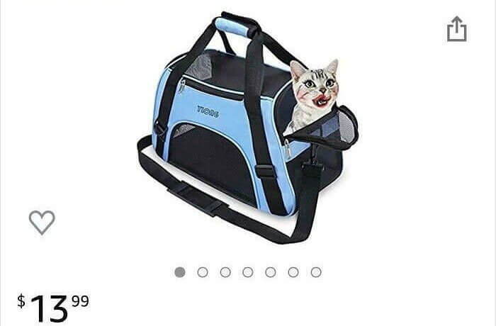 Cat's Just Trying to Look Fresh