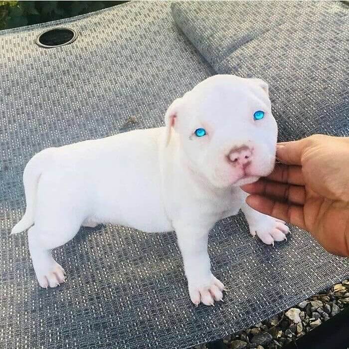 Dog Got Those Alien Eyes