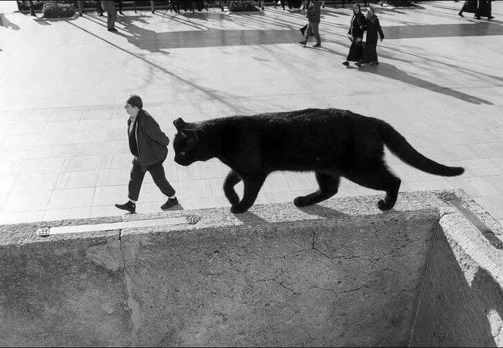 You Don’t Believe Giant Cats Exist? Okay Just Wait!’