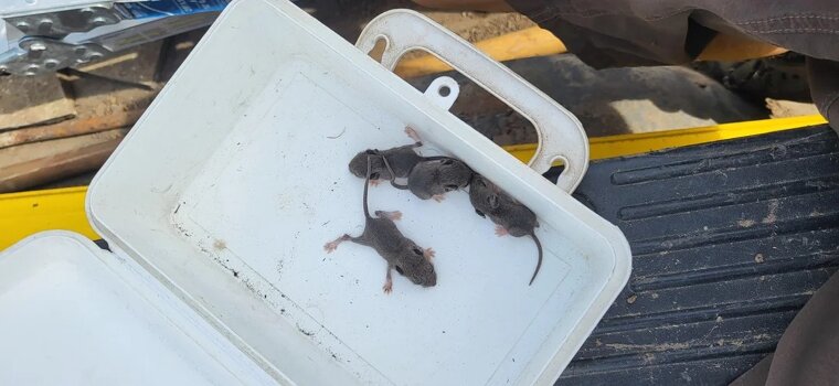 Uninvited Roommates?