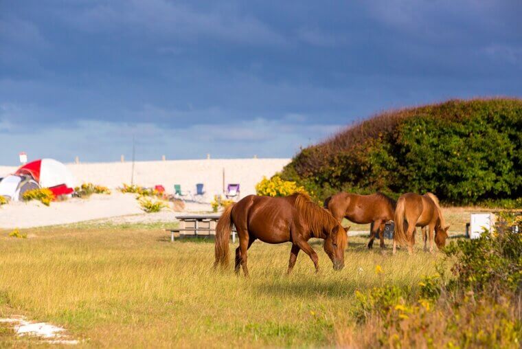 Assateague Island, Maryland